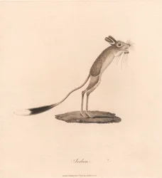 Springmaus