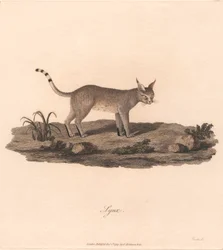 Luchs