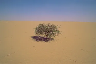 Isolierter Baum in einer Wüste in Niger, Afrika. Vielleicht "Arbre du Tenere" oder scheinbar gr...