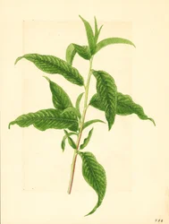 Zweig mit grünen Blättern vom Elberta-Pfirsichbaum (Prunus persica: Elberta)