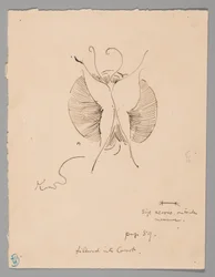 Schmetterling (recto); Fragment eines Schmetterlings (verso)