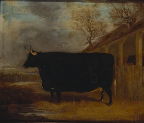 Ein schwarzer Stier an einem Kuhstall stehend, dahinter eine weite Landschaft