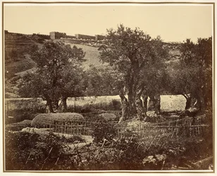 Der Garten Gethsemane