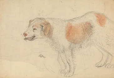 Ein Hund