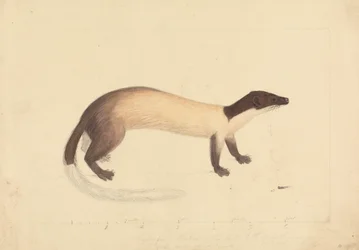 Ein Wiesel