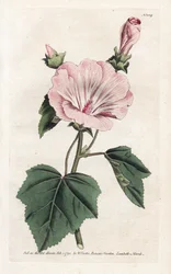 Jährliche Purpur- oder Quartalslavater - Lithographie von James Sowerby (1757-1822), aus William Curtis