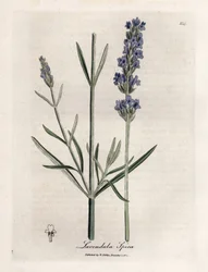 Spitzenlavendel