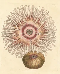 Pferdeaktinie, Actinia equina