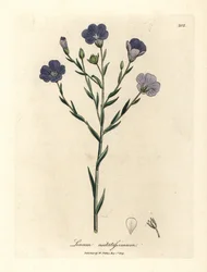 Blau blühender Flachs, Linum usitatissimum