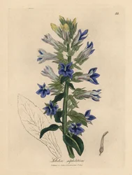 Blau blühende Lobelie oder Kardinalblume, Lobelia siphilitica