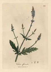 Blau blühender Eisenkraut, Verbena officinalis