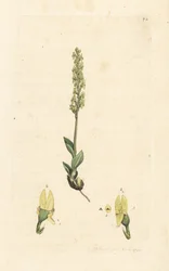 Sumpf-Orchidee, Hammarbya paludosa. Handkolorierter Kupferstich nach einer Illustration von James Sowerby aus James Smiths English Botany, London