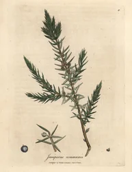 Zweig und Beeren des Gemeinen Wacholders, Juniperus communis
