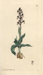 Brand-Knabenkraut, Neotinea ustulata