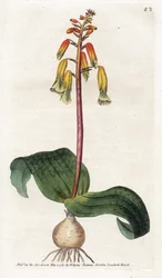 Kapstadt-Kuckuck - Lithographie von James Sowerby (1757-1822), Platte aus dem Botanical Magazine von William Curtis (1746-1799)