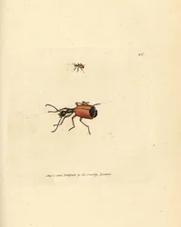 Carabus rotundicollis Käfer. Handkolorierter Kupferstich von James Sowerby aus The British Miscellany, or Coloured figures of new, rare, or little known animal subjects