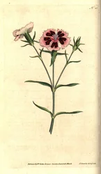 Chinesische Nelke - Chinesische Nelke oder Indische Nelke, Dianthus chinensis. Handkolorierter Kupferstich und botanische Illustration von James Sowerby aus William Curtis
