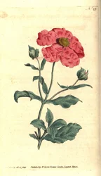 Cistus - Hoary Cistus Rose Gold Cistus, Cistus incanus. Handkolorierte Kupferstichgravur und botanische Illustration von James Sowerby aus William Curtis