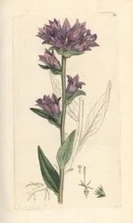Knäuel-Glockenblume, Campanula glomerata