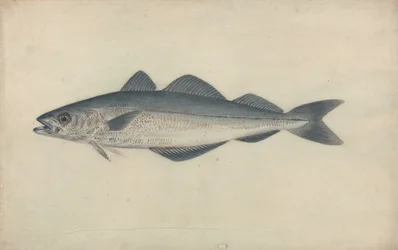 Kohlfisch