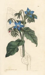 Gewöhnliche Borretsch, Borago officinalis