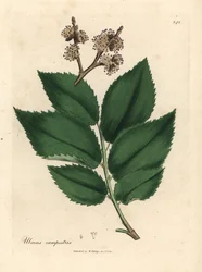 Gemeine Ulme, Ulmus campestris