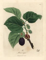 Schwarzer Maulbeerbaum, Morus nigra