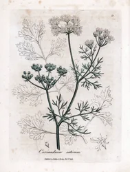 Koriander (Coriandrum sativum)