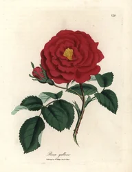 Purpurrote Apothekerrose, Rosa gallica