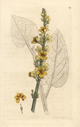 Schwarzes Wollkraut, Verbasum nigrum. Handkolorierter Kupferstich nach einer Illustration von James Sowerby aus James Smith