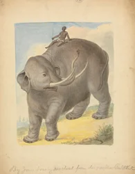 Elefant mit Reiter