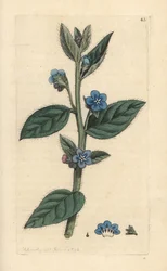 Immergrüner Ochsenzunge, Pentaglottis sempervirens. Handkolorierter Kupferstich nach einer Illustration von James Sowerby aus James Smith