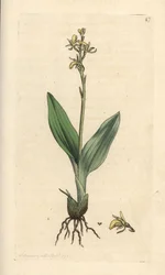 Sumpf-Stendelwurz, Liparis loeselii