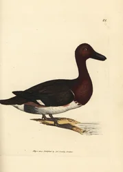 Moorente, Aythya nyroca (Anas nyroca, olive-tufted duck). Handkolorierter Kupferstich von James Sowerby aus The British Miscellany, or Coloured figures of new, rare, or little known animal subjects.