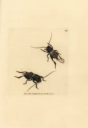 Feldgrille, Gryllus campestris (Accheta campestris). Handkolorierte Kupferstichgravur von James Sowerby aus The British Miscellany, oder Coloured figures of new, rare, or little known animal subjects.