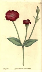 Gartenmohn - Kronenlichtnelke, Silene coronaria (Kornrade oder Lichtnelke, Agrostemma coronaria). Handkolorierter Kupferstich und botanische Illustration von James Sowerby aus William Curtis