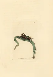 Grünes Heupferd, Omocestus viridulus