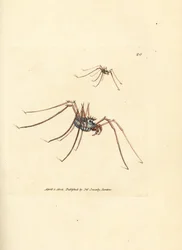 Weberknecht, Megabunus diadema. Handkolorierter Kupferstich von James Sowerby aus The British Miscellany, oder Coloured figures of new, rare, or little known animal subjects.
