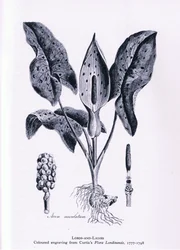 Vierblättrige Einbeere, Natur in Großbritannien veröffentlicht von Collins, 1946