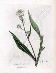 Meerrettich oder Kren - Meerrettich, Armoracia rusticana. Handkolorierte Kupferstichgravur aus einer botanischen Illustration von James Sowerby aus William Woodville und Sir William Jackson Hooker