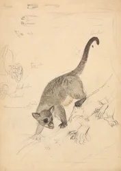 Kinkajou