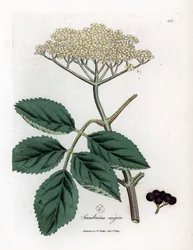 Großer Holunder oder Schwarzer Holunder - Gewöhnlicher Schwarzer Holunder, Sambucus nigra. Handkolorierter Kupferstich nach einer botanischen Illustration von James Sowerby aus William Woodvilles und Sir William Jackson Hookers Medical Botany, John Bohn