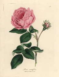 Große rosa Hundertblättrige Rose, Rosa centifolia