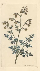 Kleines Wiesenrauten, Thalictrum minus. Handkolorierter Kupferstich nach einer Illustration von James Sowerby aus James Smiths English Botany, London