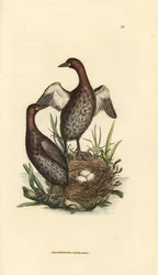 Zwergtaucher, Tachybaptus ruficollis (Kleiner Schwarzkehltaucher, Colymbus hebridicus?). Paar auf Nest mit drei Eiern. Handkolorierte Kupferstichgravur von James Sowerby aus The British Miscellany, oder Coloured figures of new, rare, or little known animal