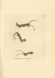 Langhorn-Assel, Astacilla longicornis