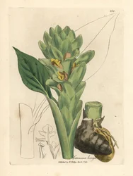 Langwurzeliger Kurkuma, Curcuma longa