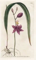 Orchidee: Calopogon tuberosus - Lithographie von James Sowerby (1757-1822), aus William Curtis