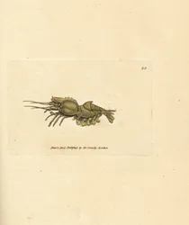 Papageiengarnele, Spirontocaris spinus. Handkolorierter Kupferstich von James Sowerby aus The British Miscellany, or Coloured figures of new, rare, or little known animal subjects