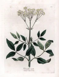 Mehrjährige Clematis - Aufrechte Jungfernrebe, Clematis recta. Handkolorierte Kupferstichgravur aus einer botanischen Illustration von James Sowerby aus William Woodville und Sir William Jackson Hooker